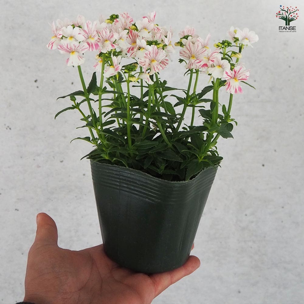 宿根ネメシア フェアリーマーブルピンク 【花苗 3.5号ポット