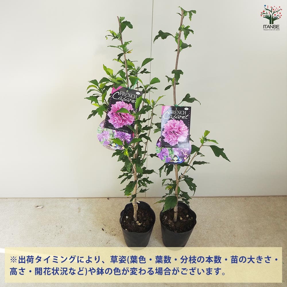 ムクゲ フレンチキャバレーパープル 【花木苗 5号】｜ 【植物の
