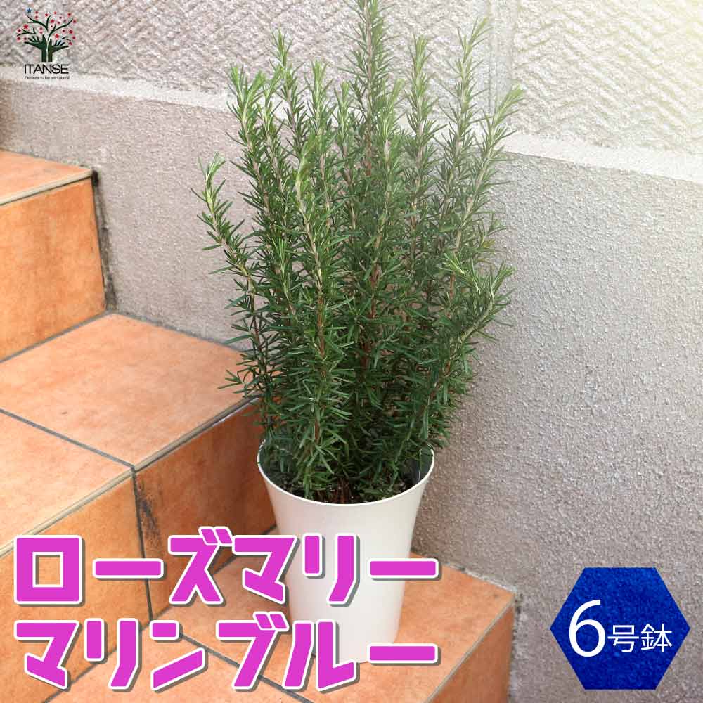 ローズマリーの苗木 マリンブルー【ハーブの苗 6号プラスチック