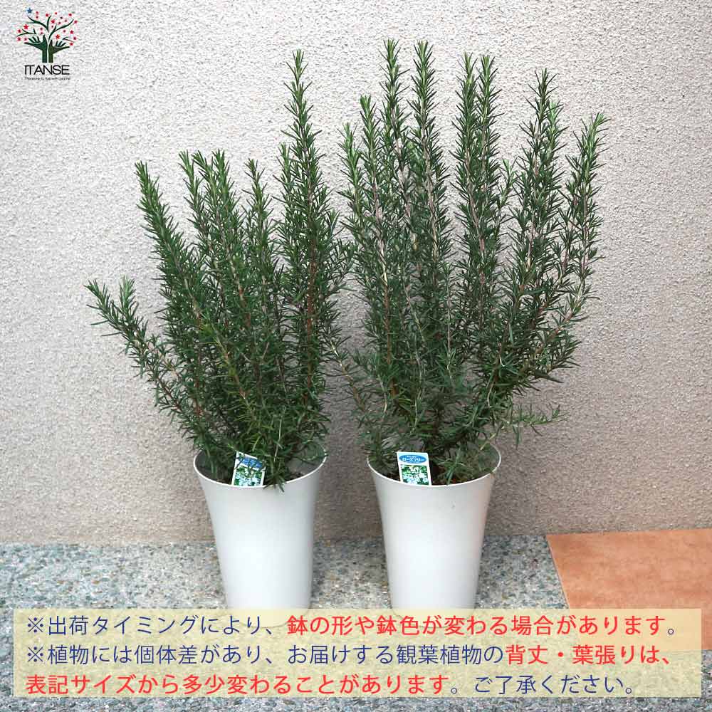 ローズマリーの苗木 マリンブルー【ハーブの苗 6号プラスチック鉢大苗