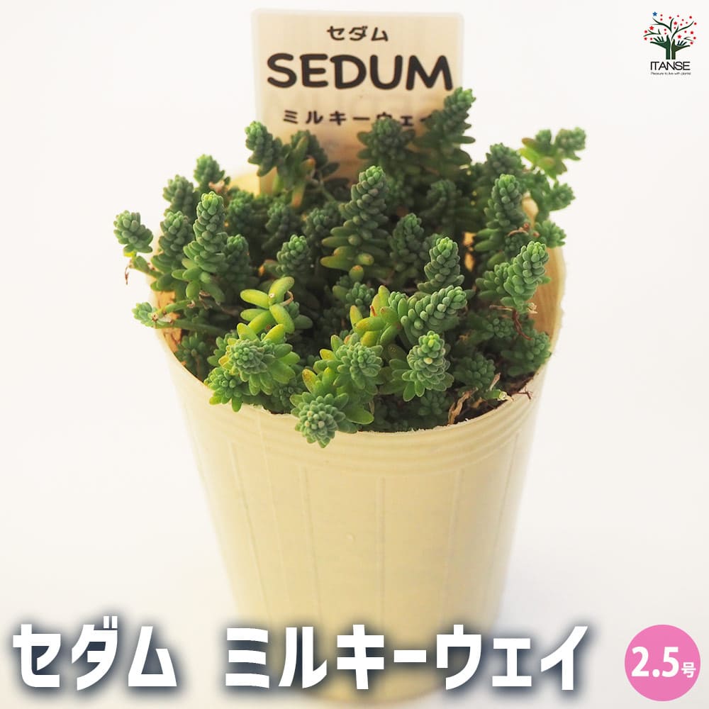 セダム ミルキーウェイ 【多肉植物 2.5号／1個～】｜ 【植物の