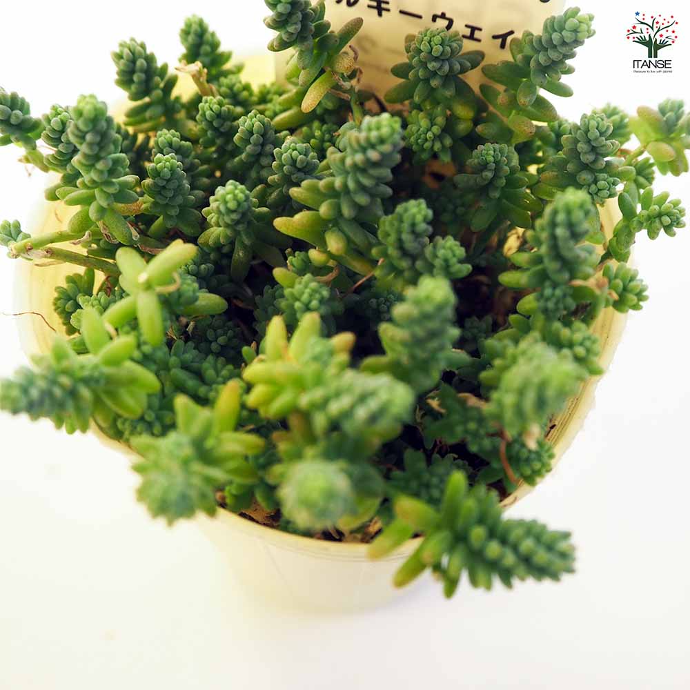 セダム ミルキーウェイ 【多肉植物 2.5号／1個～】｜ 【植物の