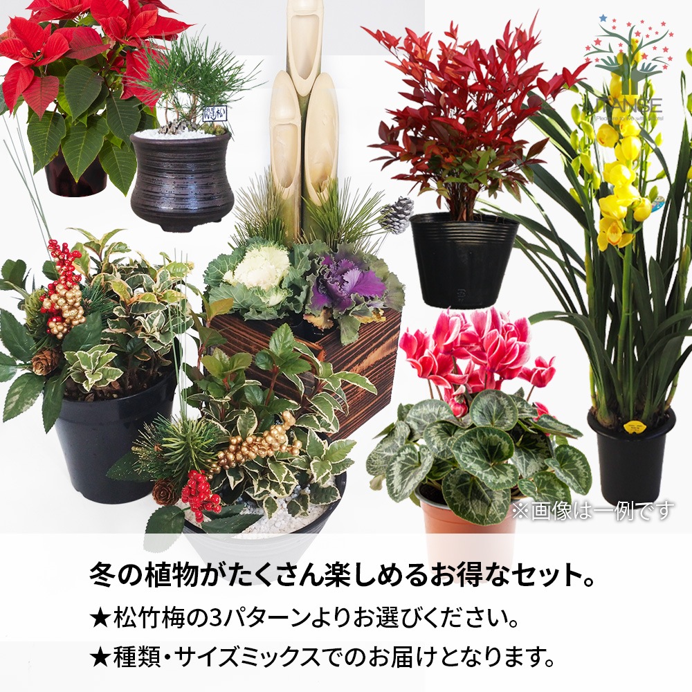 冬シーズン終わり福袋【お買い得最大9点以上！！】｜ 【植物の