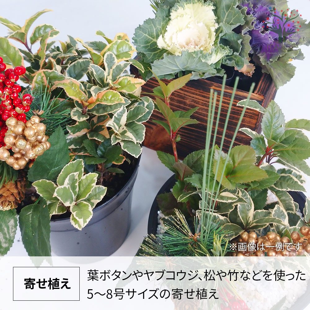 冬シーズン終わり福袋【お買い得最大9点以上！！】｜ 【植物の