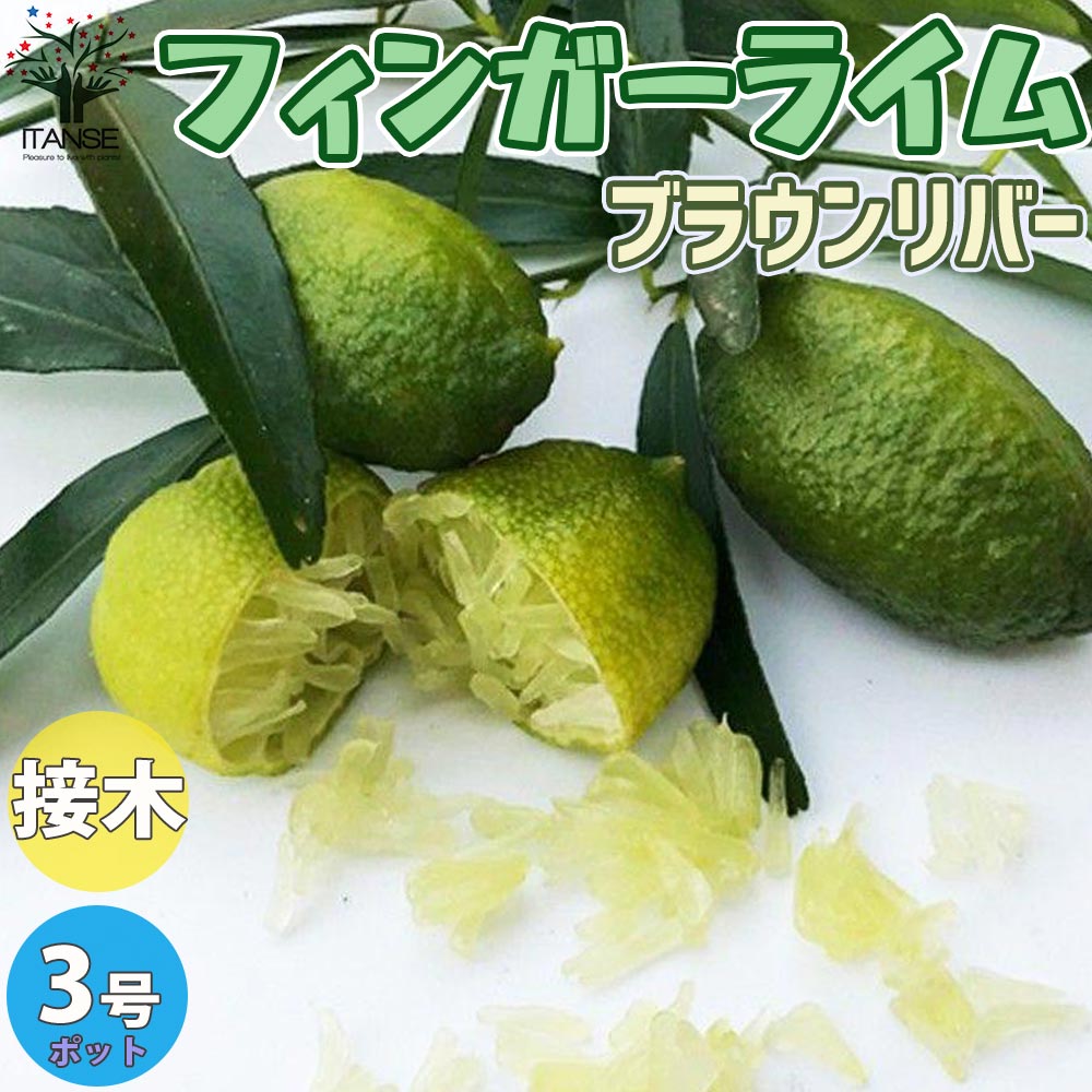 フィンガーライムの苗 ブラウンリバー【果樹の苗 9cmポット 1年生 接木