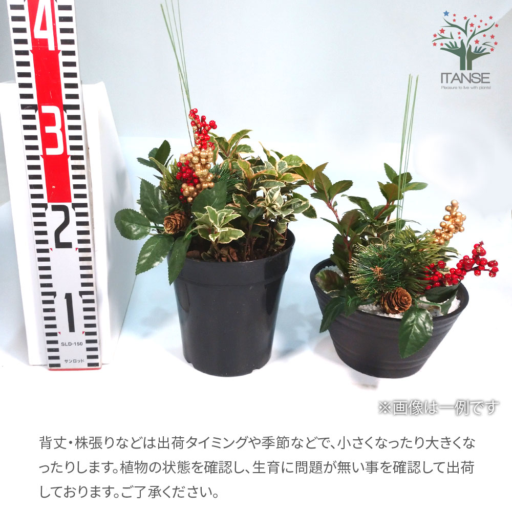 越冬植物等40鉢　まとめて譲渡 越冬植物等 44鉢一括譲渡 越冬植物等40鉢 まとめて譲渡