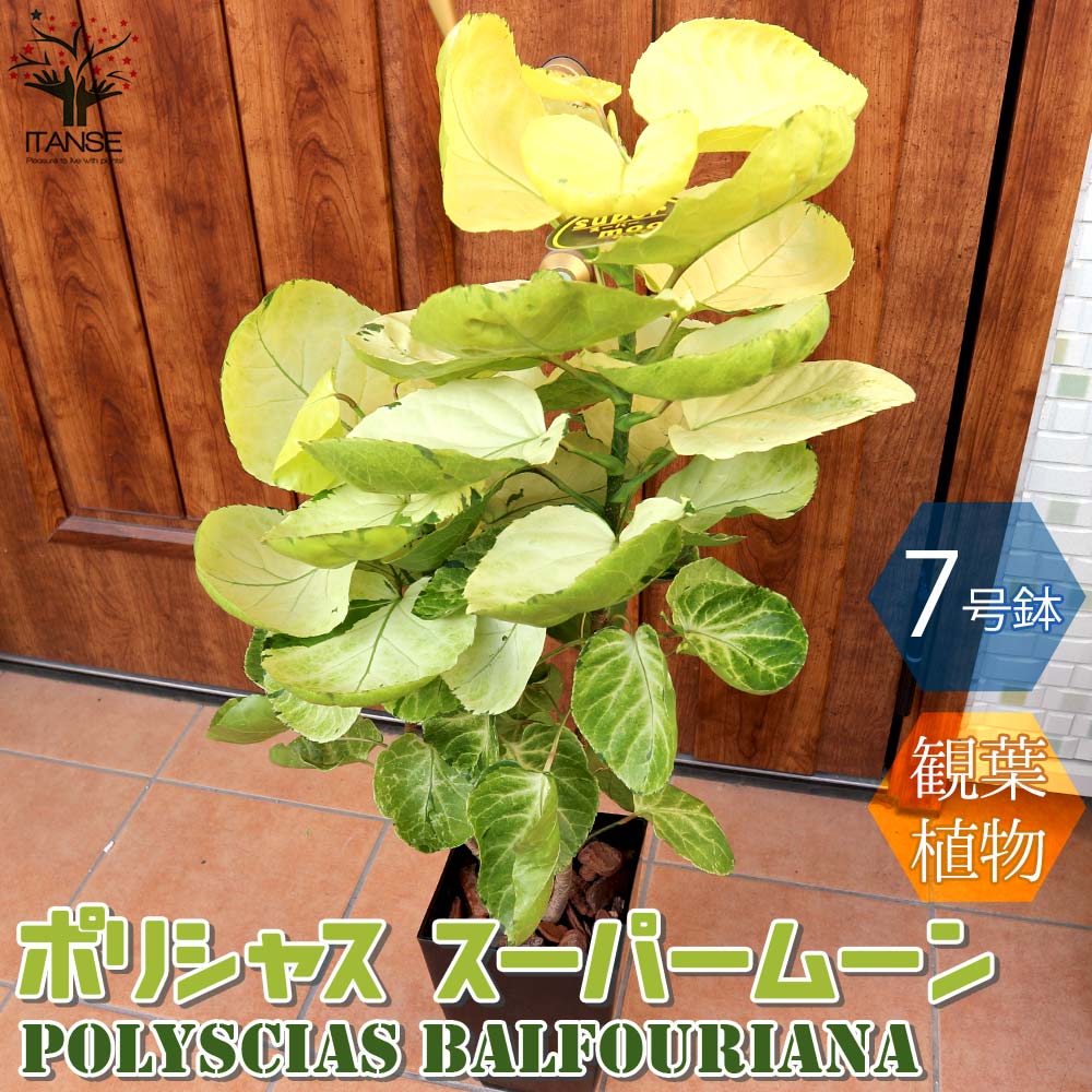 ポリシャス スーパームーン【観葉植物 中型 7号プラスチック鉢／1個