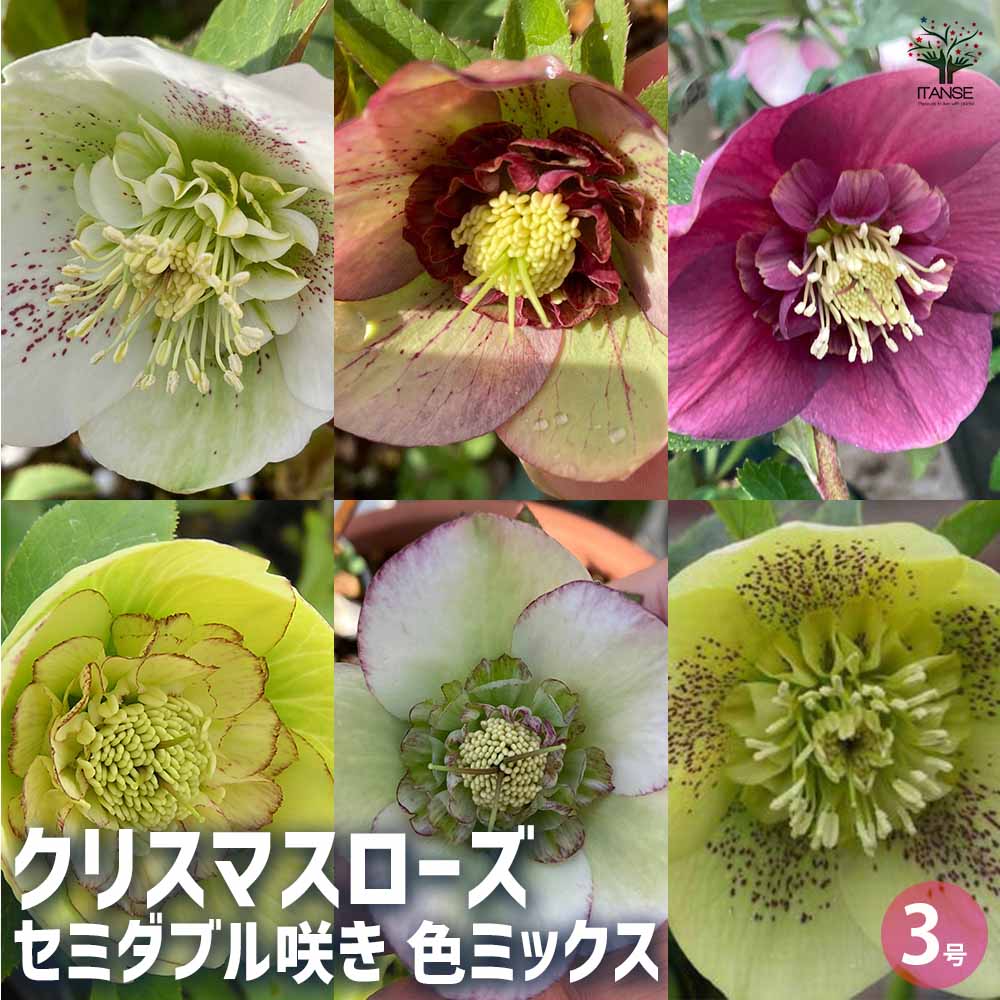 クリスマスローズ セミダブル咲きMIX2個～ 【花苗 3号ポット】