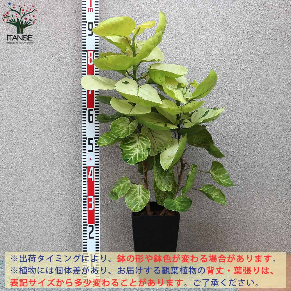Itanse良品セレクト通販 Itanse良品セレクト通販