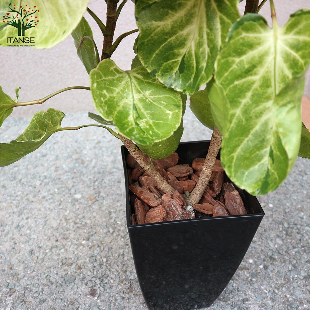 ポリシャス スーパームーン【観葉植物 中型 7号プラスチック鉢