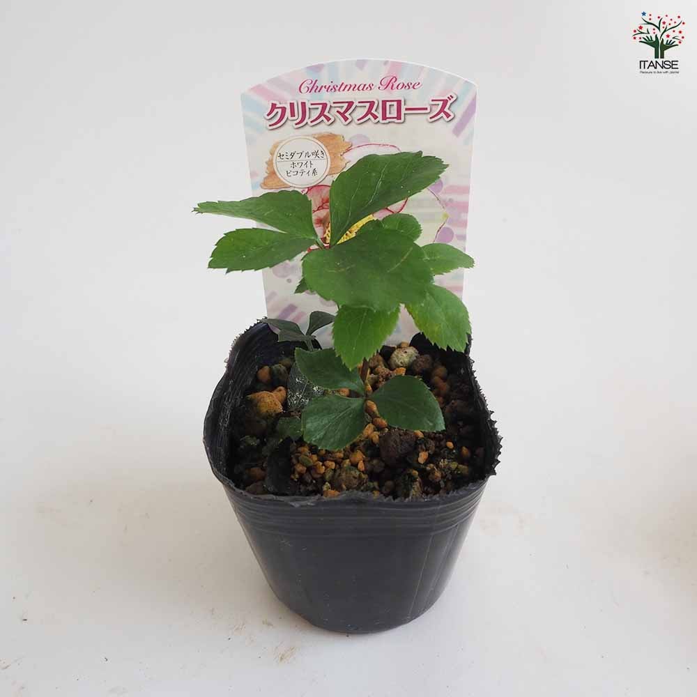 クリスマスローズ セミダブル咲きMIX2個～ 【花苗 3号ポット