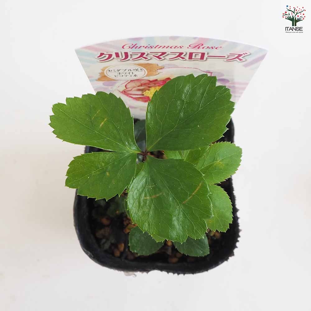 ☆謙信様にご提案苗㉔-561㉔-593クリスマスローズ 【公式通販】