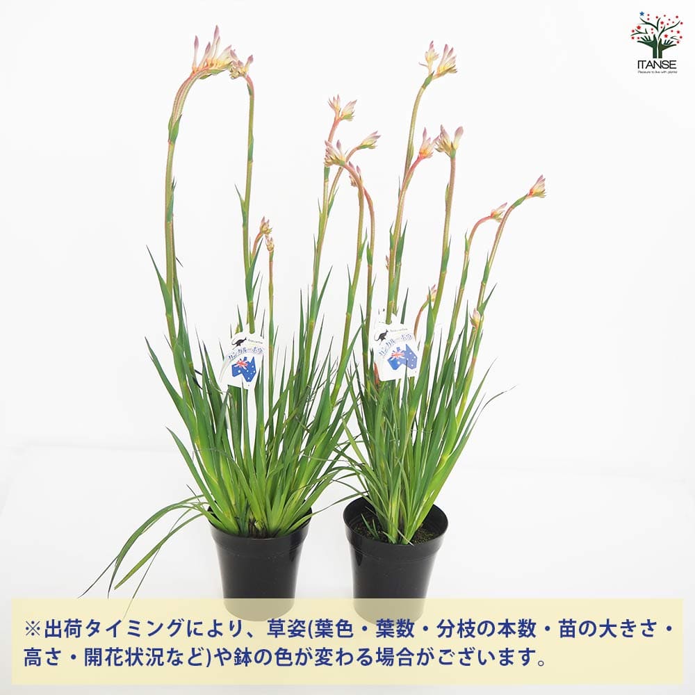 アキノ様専用 紫陽花 アジサイ スズキ農園 マーメイドドレス