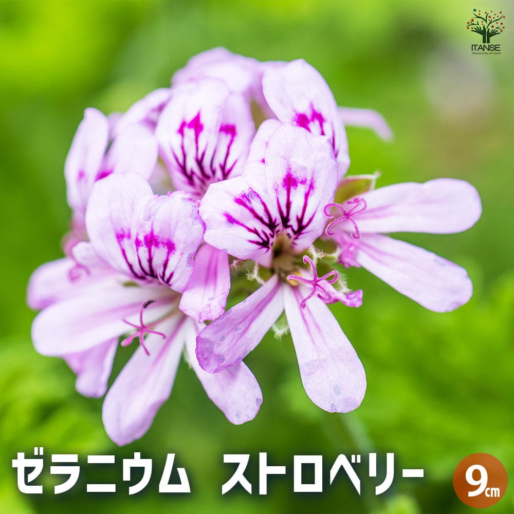 ゼラニウム ストロベリー 【ハーブの苗 3号】｜ 【植物のITANSE