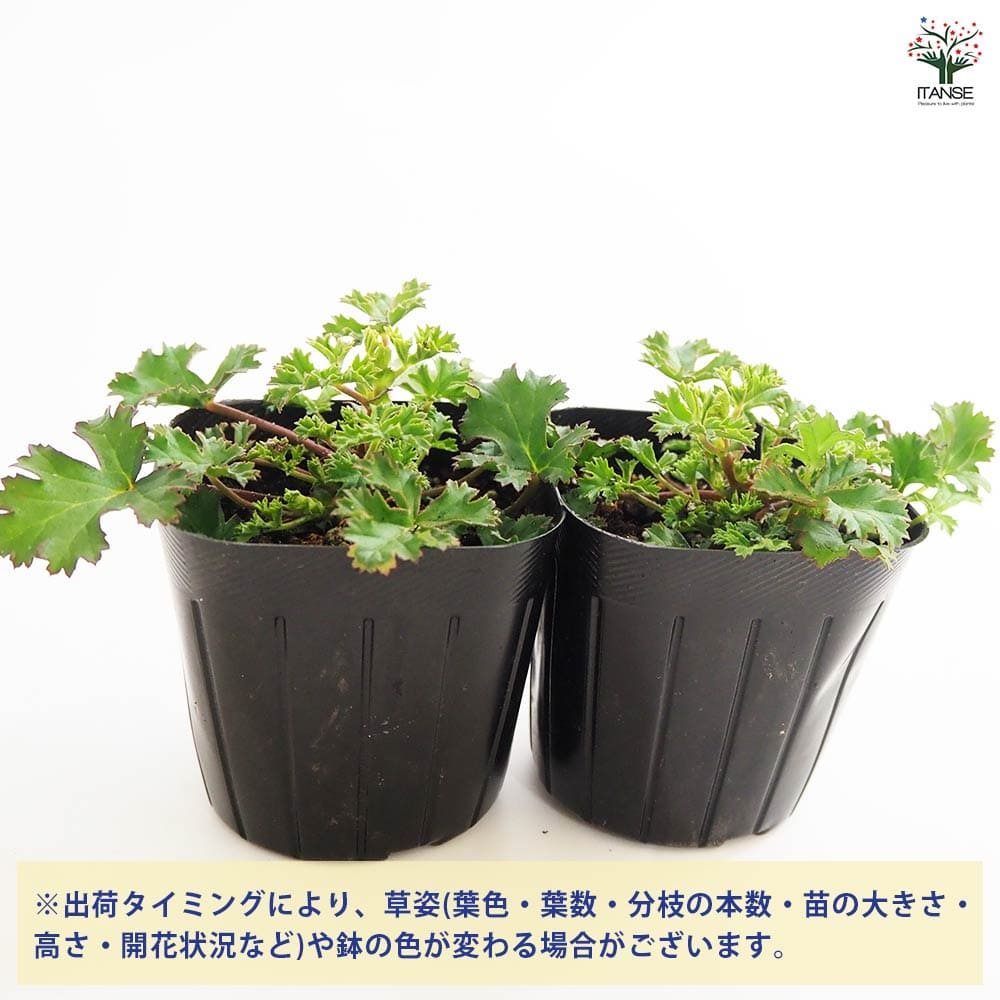 ゼラニウム ストロベリー 【ハーブの苗 3号】｜ 【植物のITANSE