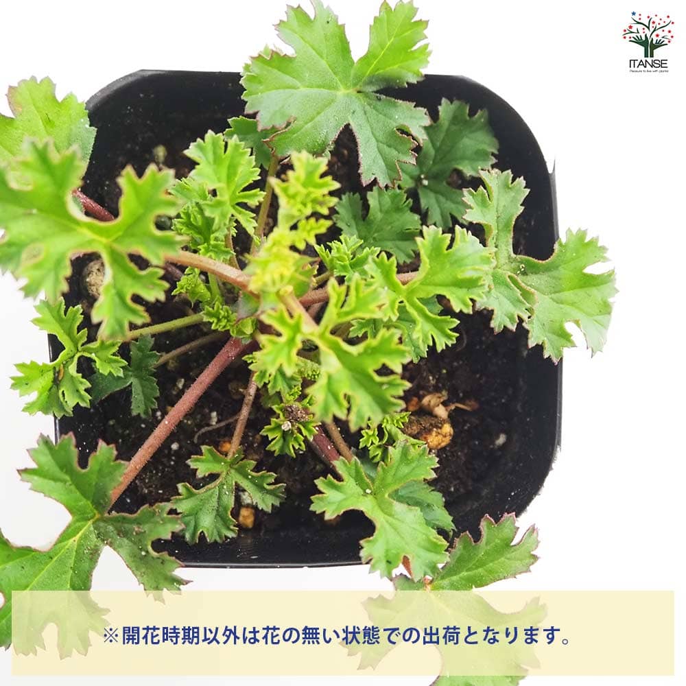 ゼラニウム ストロベリー 【ハーブの苗 3号】｜ 【植物のITANSE