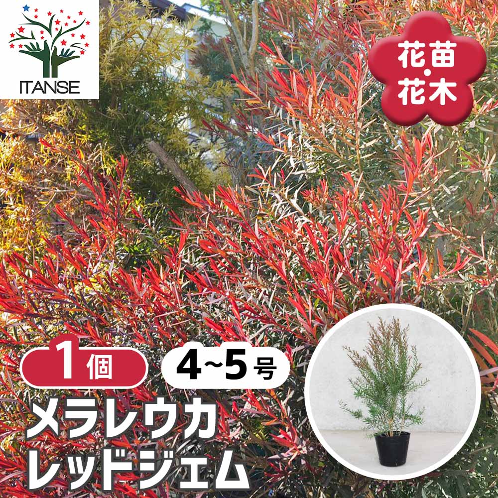 メラレウカ・レッドジェム 【庭木 4～5号 庭園樹木・ハーブ／1個売り