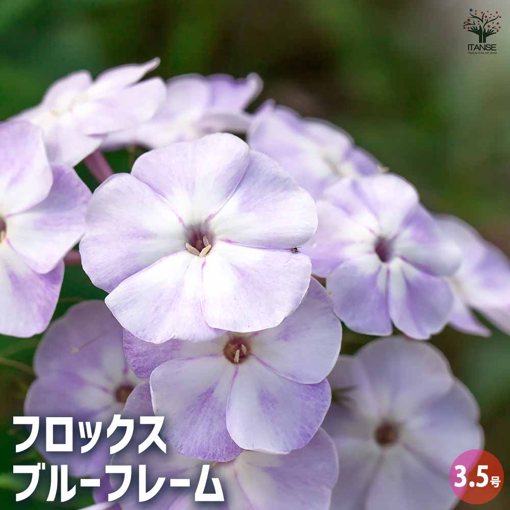 フロックス ブルーフレーム 【花苗 3.5号】｜ 【植物のITANSE