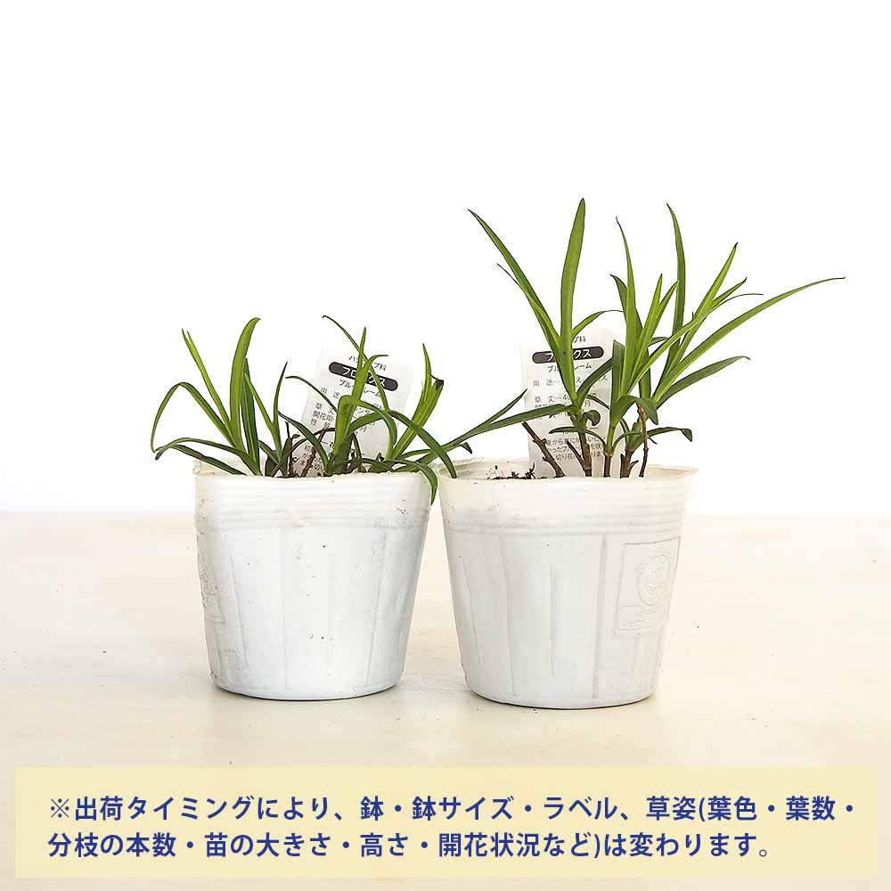 フロックス ブルーフレーム 【花苗 3.5号】｜ 【植物のITANSE