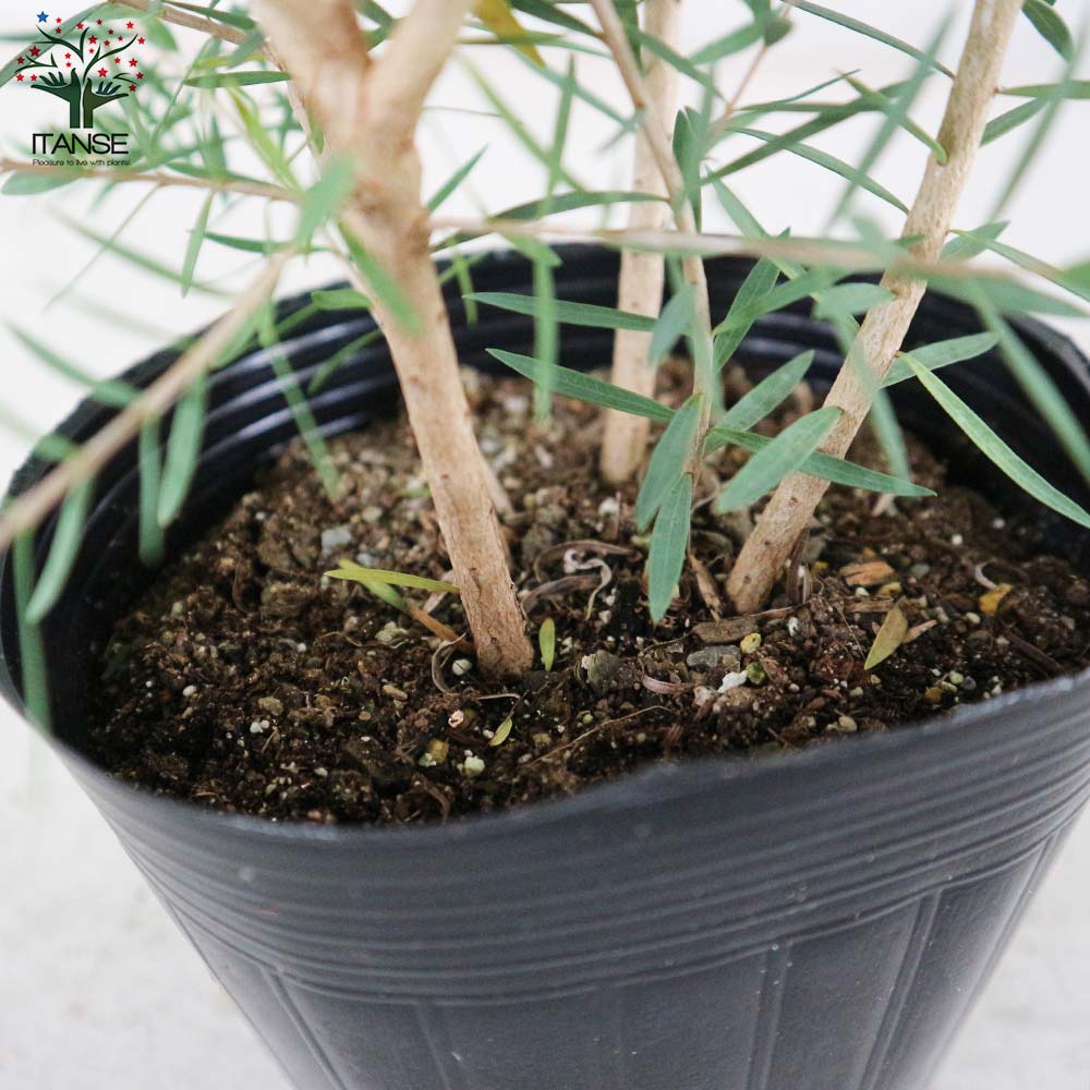 メラレウカ・レッドジェム 【庭木 4.5号鉢 庭園樹木・ハーブ／1個売り