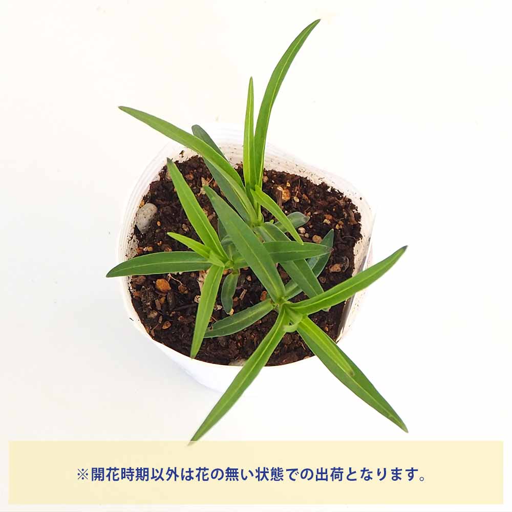 フロックス ブルーフレーム 【花苗 3.5号】｜ 【植物のITANSE