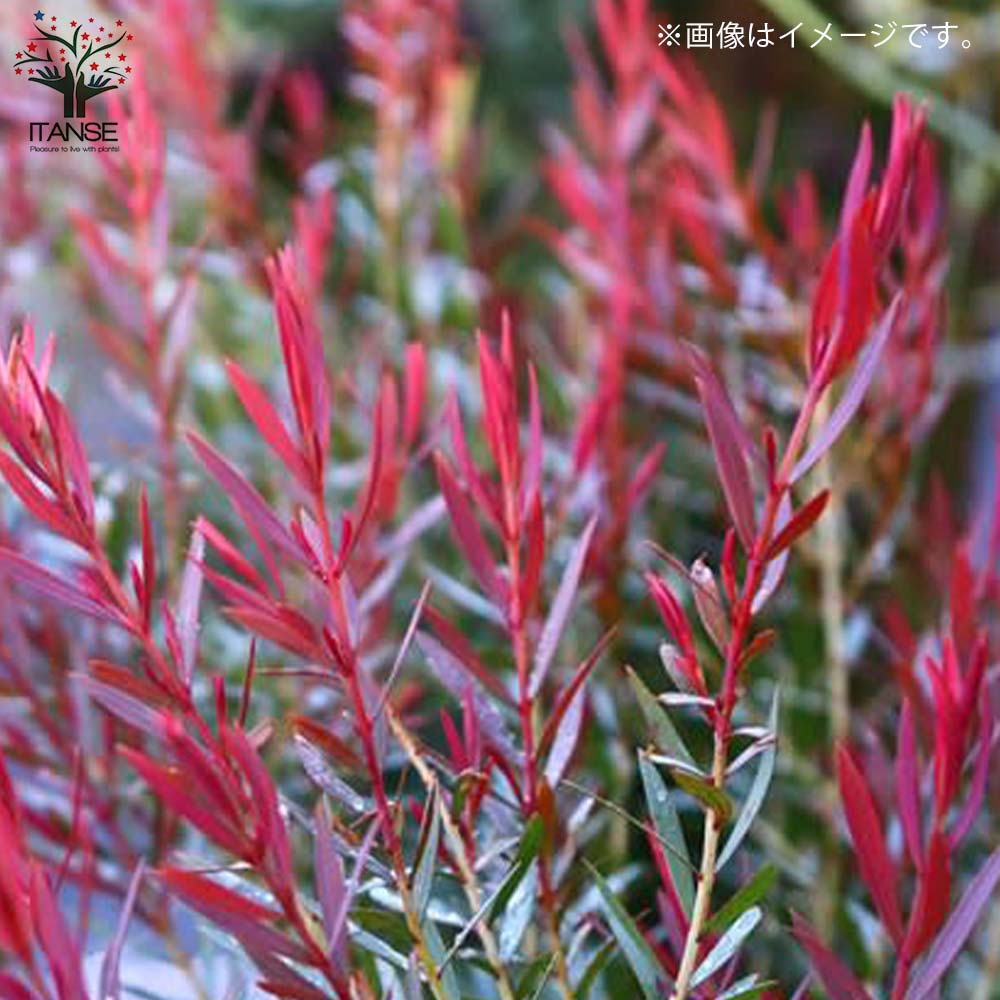 メラレウカ・レッドジェム 【庭木 4.5号鉢 庭園樹木・ハーブ／1個売り