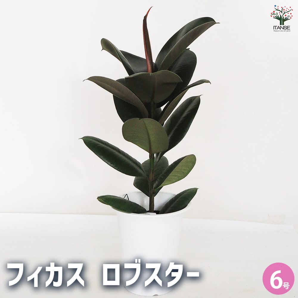 フィカス ロブスター 【観葉植物 6号／1個売り】｜ 【植物の