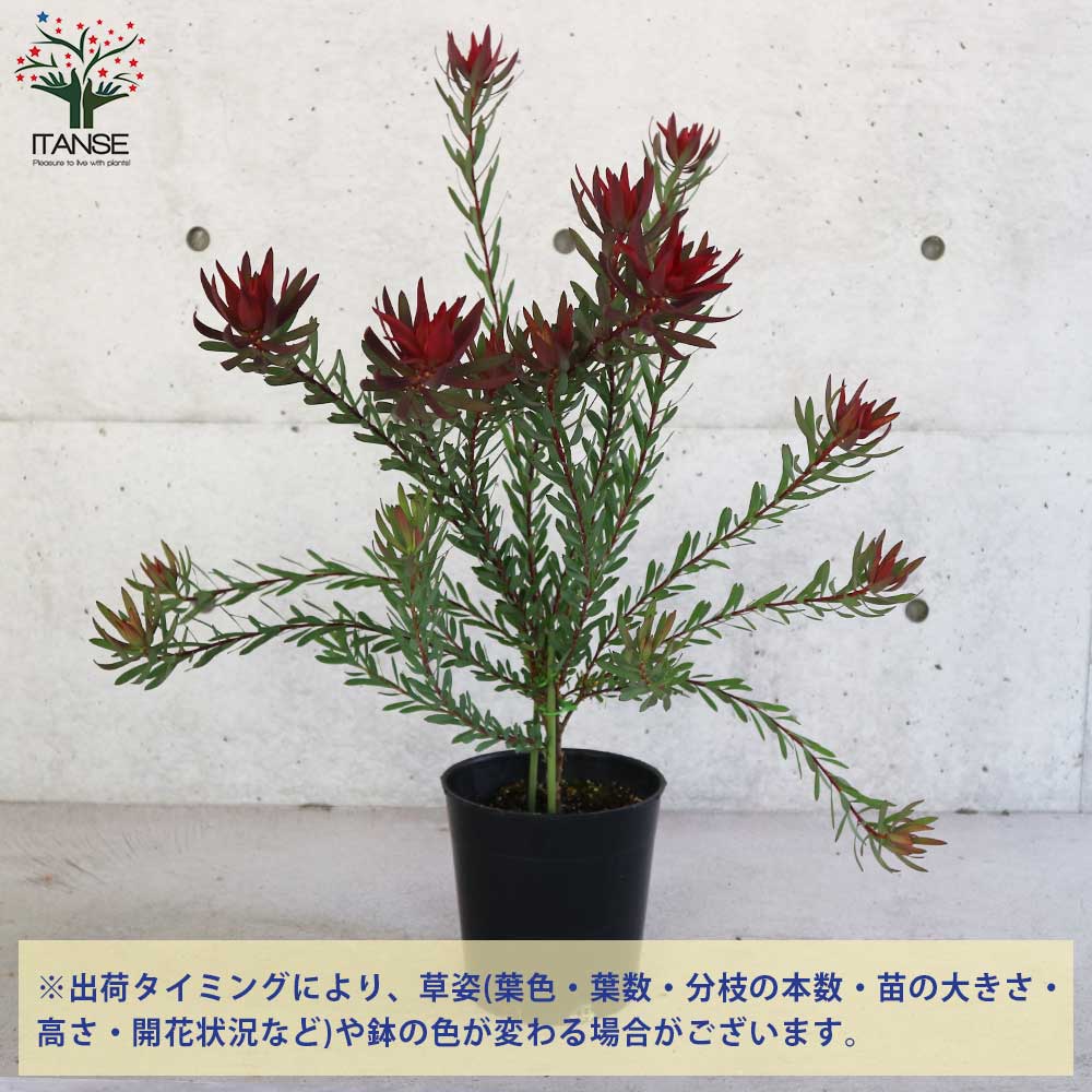 リューカデンドロン・レッドデビル 【庭木 7号鉢大苗 花木苗／1個売り