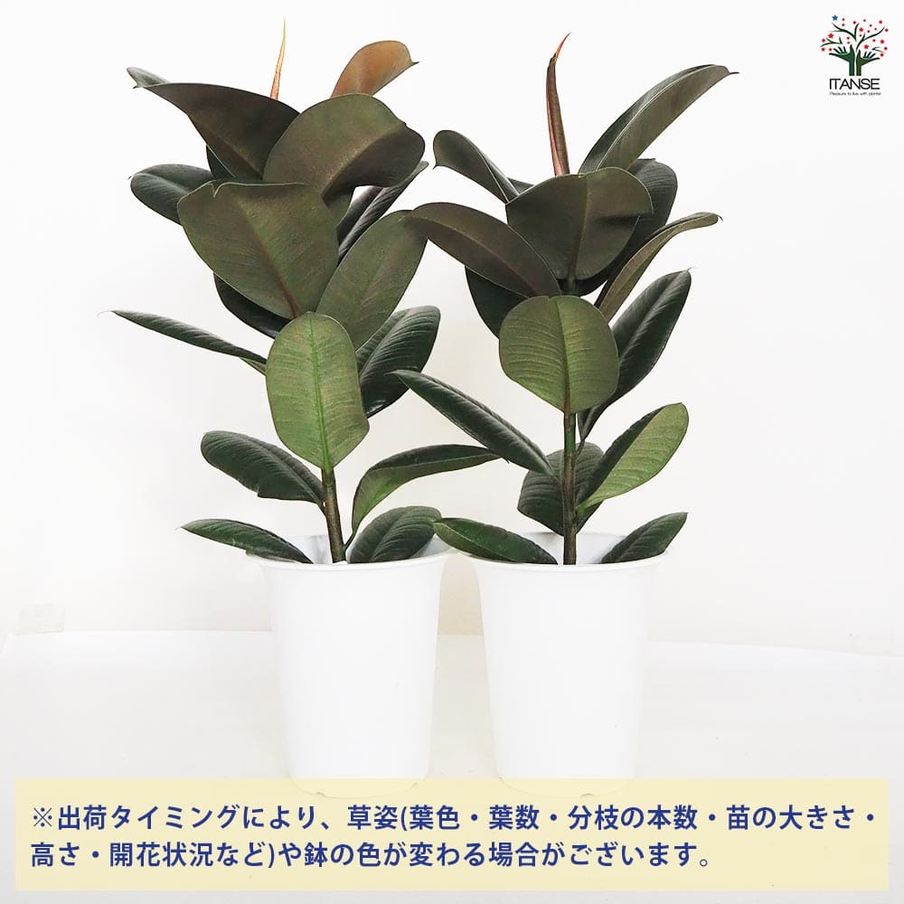 Jonald⚠東京都】濃緑色の葉色が美しい♪フィカス ロブスター10号鉢