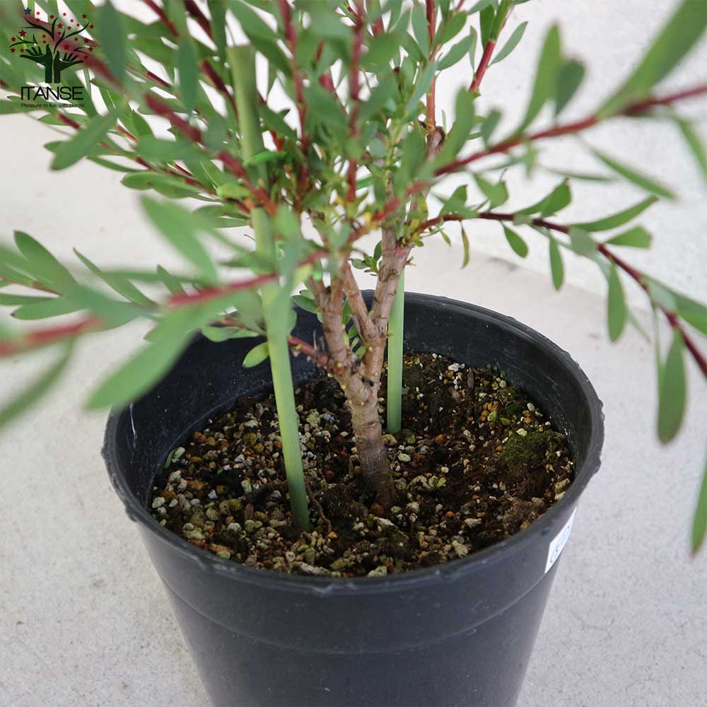 リューカデンドロン・レッドデビル 【庭木 7号鉢大苗 花木苗／1個売り