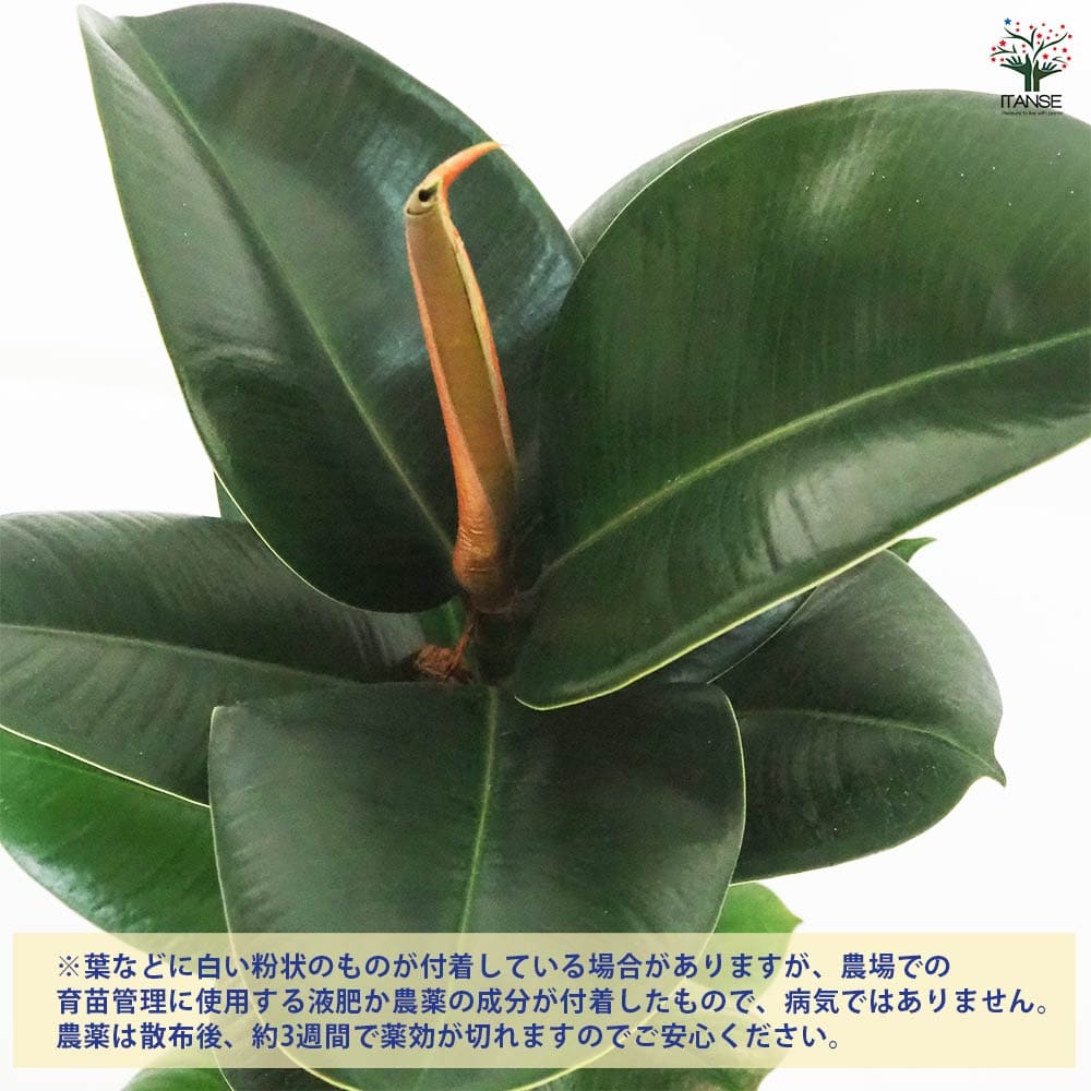 フィカス ロブスター 【観葉植物 6号／1個売り】｜ 【植物の