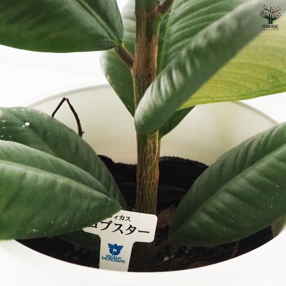 フィカス ロブスター 【観葉植物 6号／1個売り】｜ 【植物の