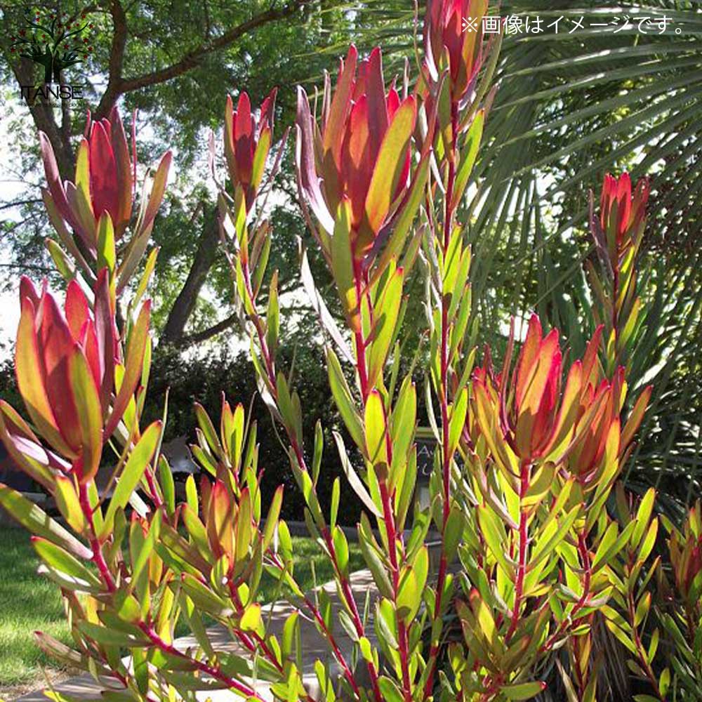 リューカデンドロン・レッドデビル 【庭木 7号鉢大苗 花木苗／1個売り