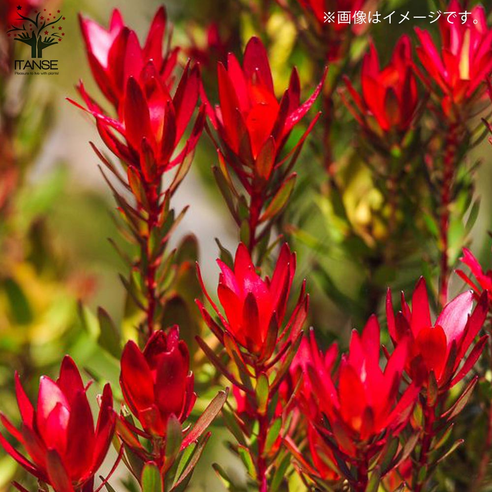 リューカデンドロン レッドデビル　ファイバー鉢 リューカデンドロン レッドデビル ファイバー鉢 お皿付き リューカ