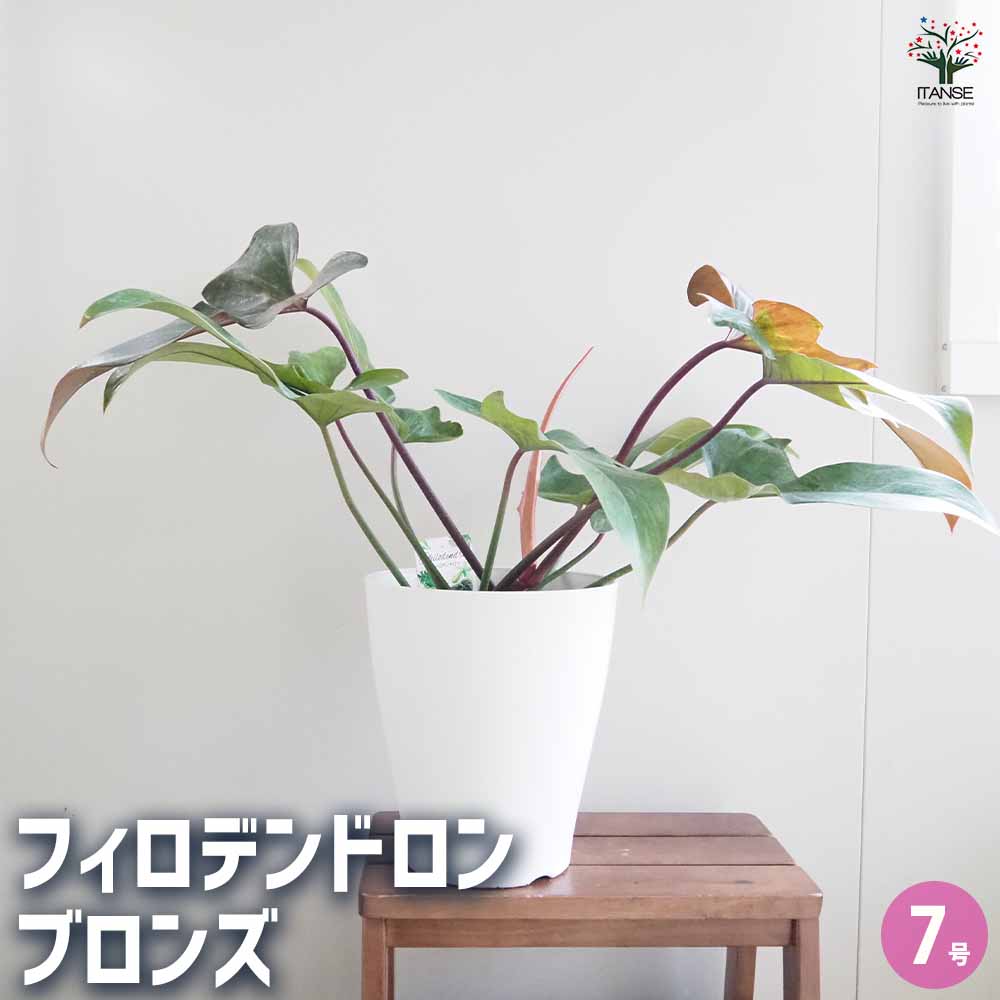 フィロデンドロン ブロンズ 【観葉植物 7号／1個売り】｜ 【植物の
