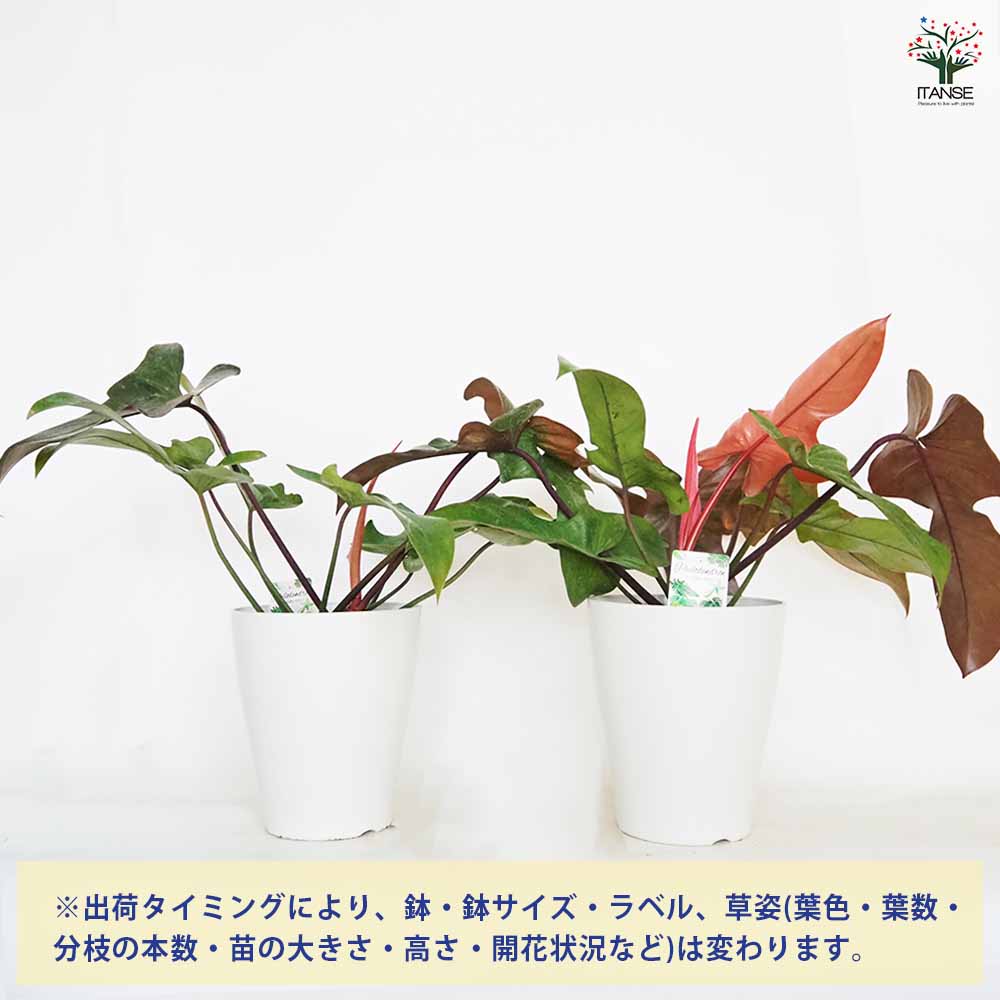 フィロデンドロン ブロンズ 【観葉植物 7号／1個売り】｜ 【植物の