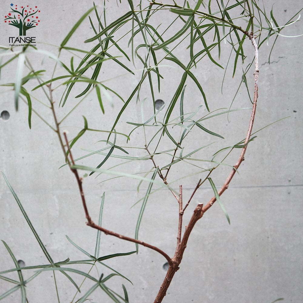 ボトルツリー (ブラキキトン・ルペストリス) 【観葉植物 7号鉢／1個