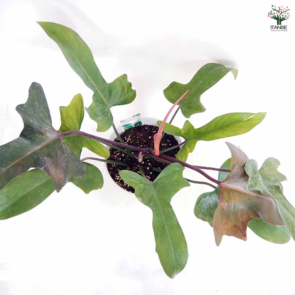 フィロデンドロン ブロンズ 【観葉植物 7号／1個売り】｜ 【植物の