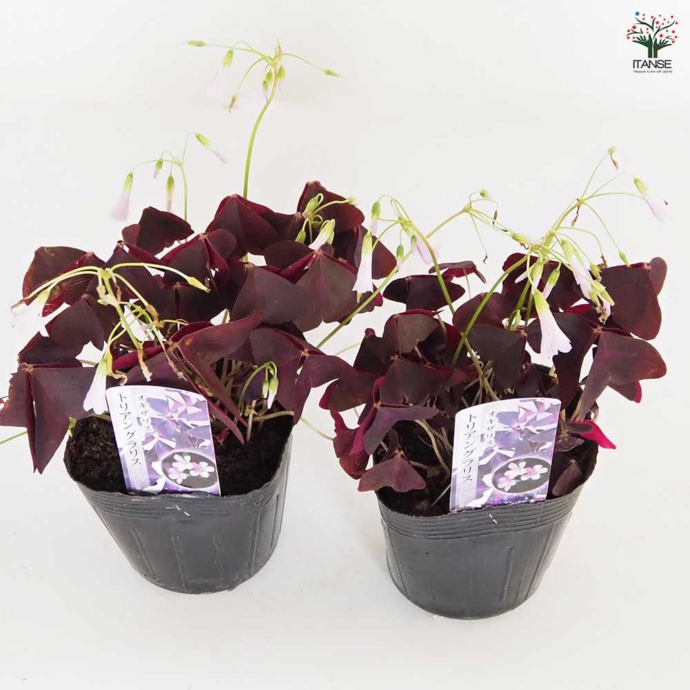 オキザリス トリアングラリス 【花苗 3.5号】｜ 【植物のITANSE