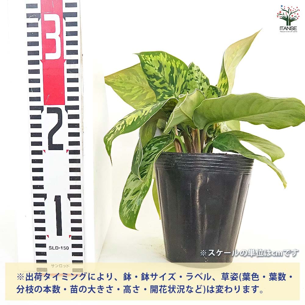 ホマロメナ ワリシー カモフラージュ 【観葉植物 5号／1個売り】