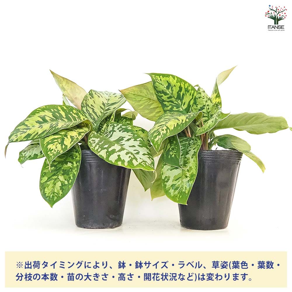ホマロメナ ワリシー カモフラージュ 【観葉植物 5号／1個売り】