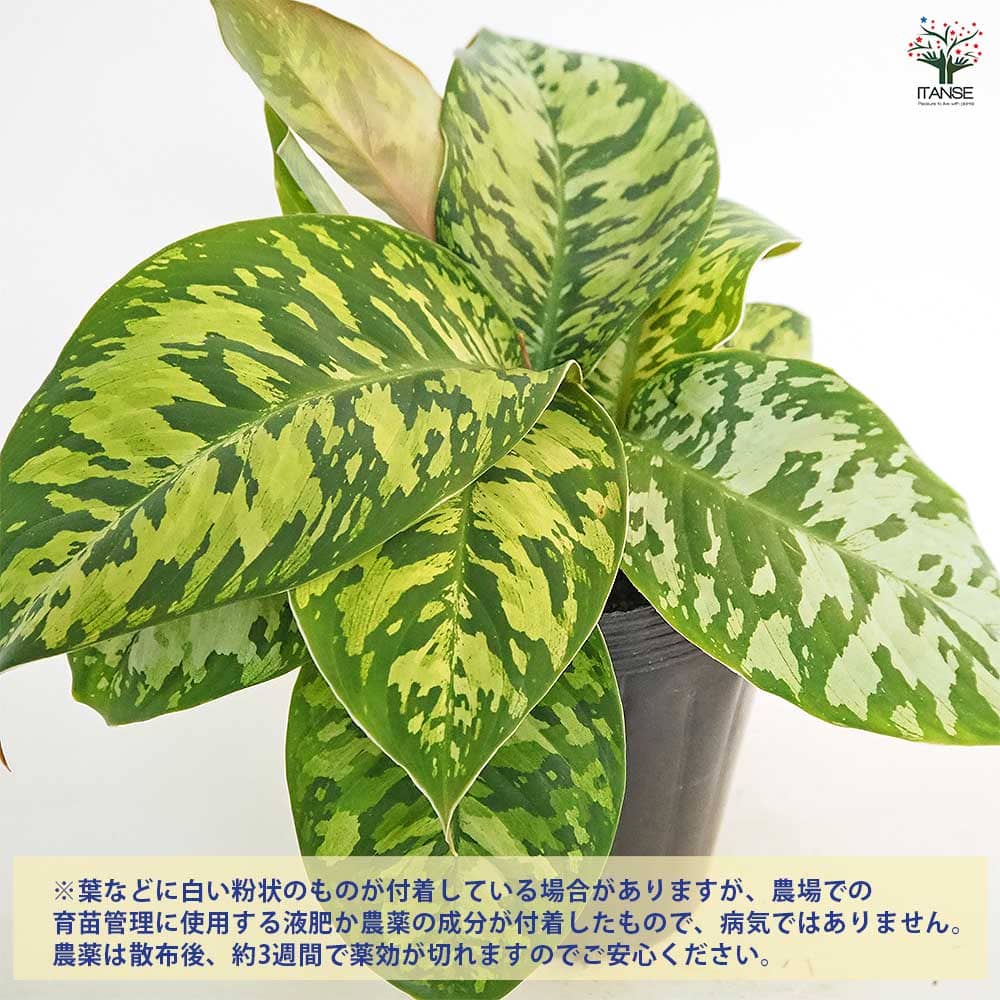 ホマロメナ ワリシー カモフラージュ 【観葉植物 5号／1個売り】