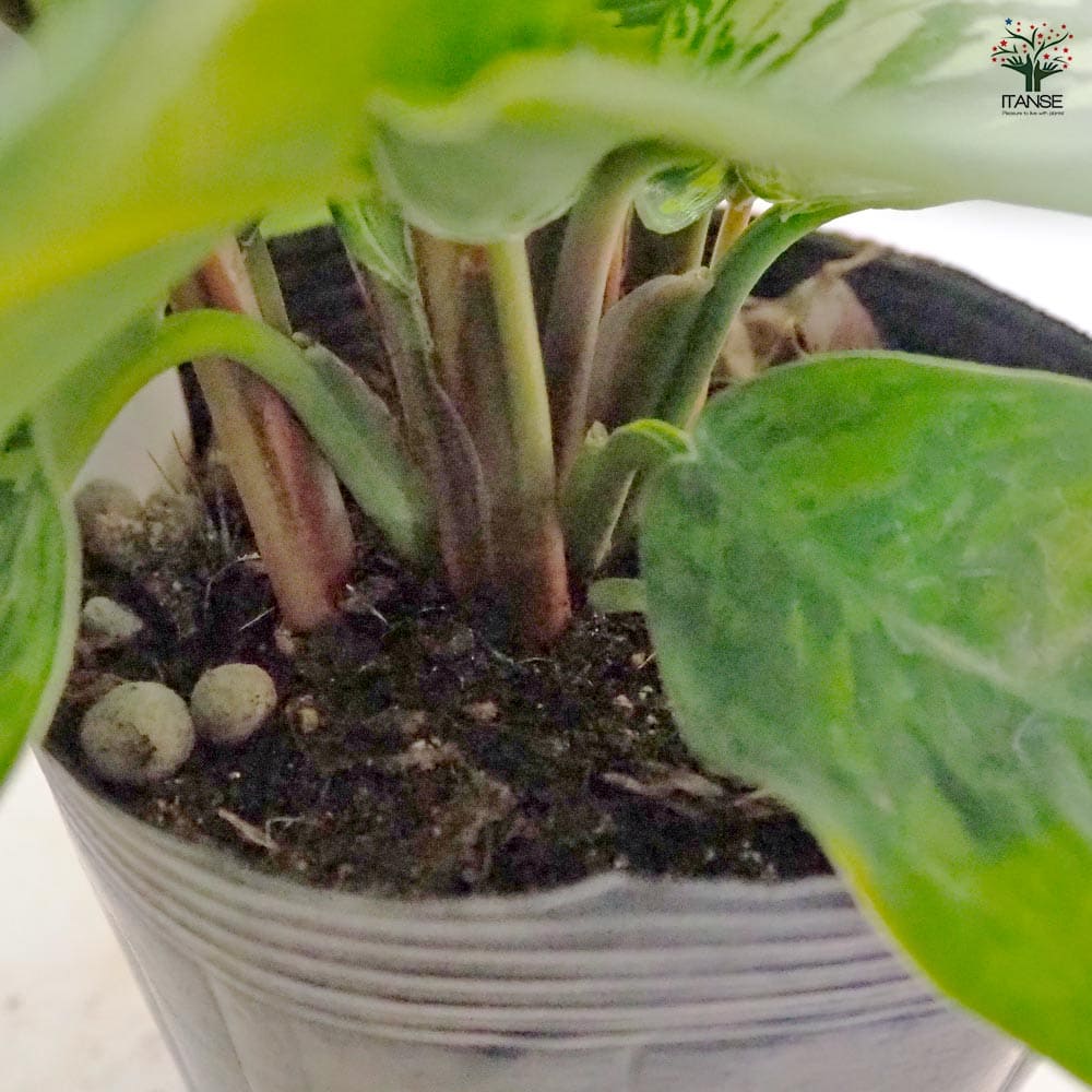 ホマロメナ ワリシー カモフラージュ 【観葉植物 5号／1個売り】