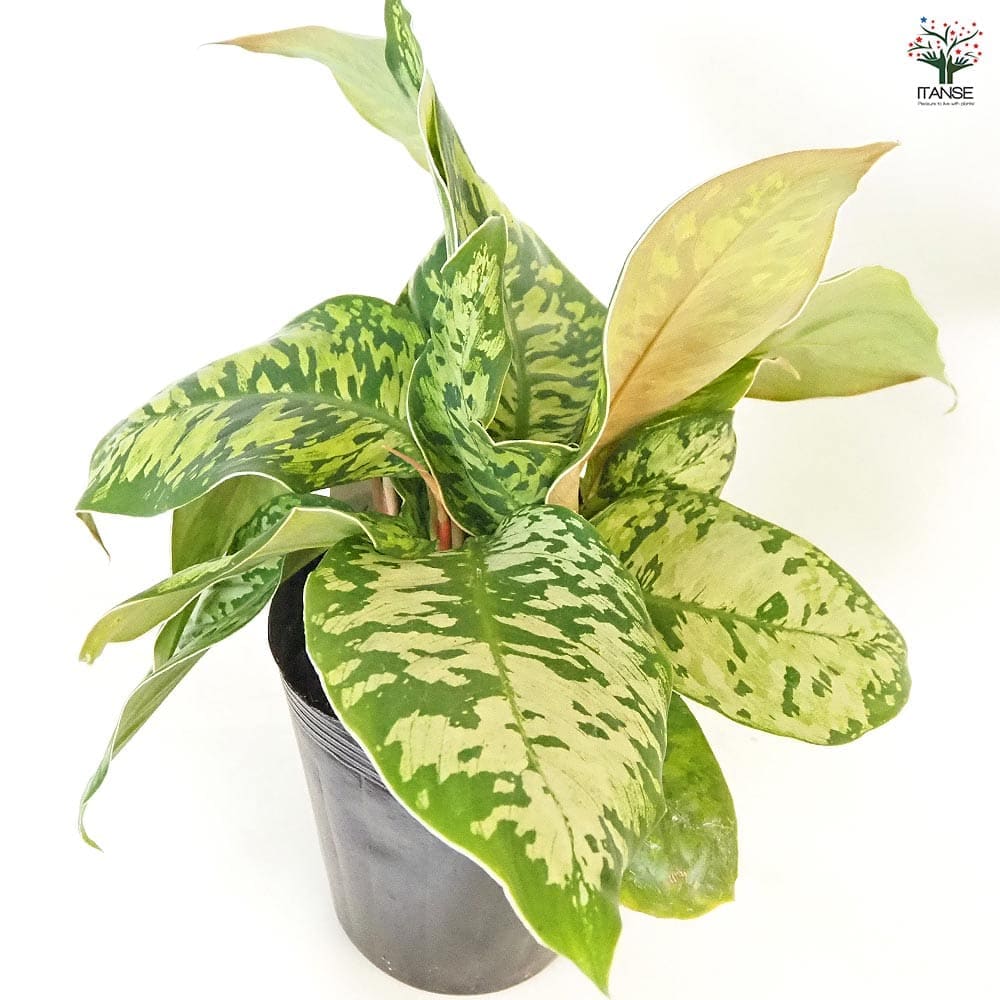 ホマロメナ ワリシー カモフラージュ 【観葉植物 5号／1個売り】