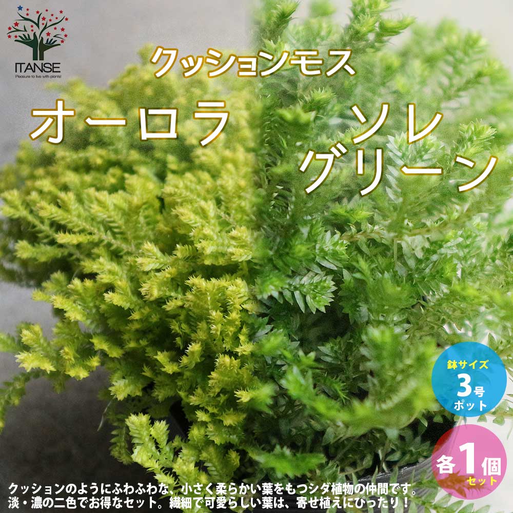 クッションモス(セラギネラ) オーロラ＆ソレグリーン各2個【観葉植物 3号ポット苗 グランドカバー苗／お買い得4個セット】