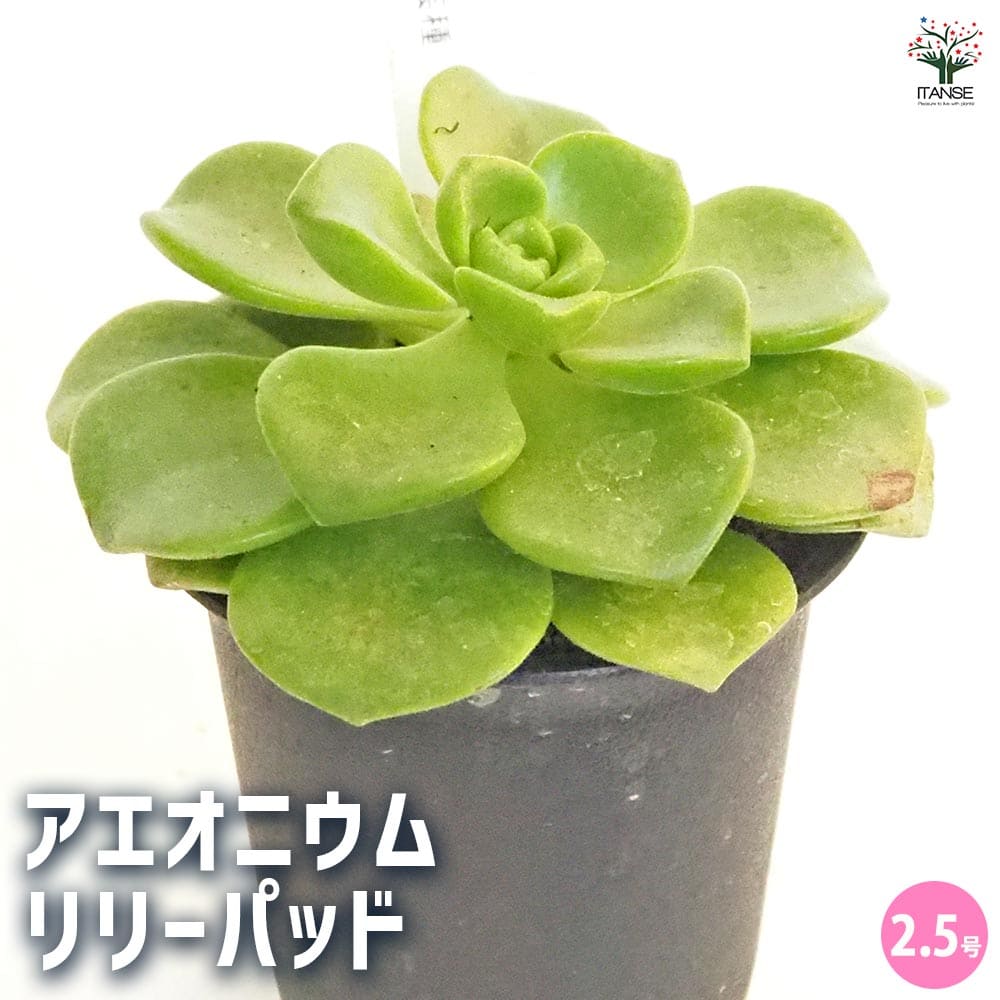 アエオニウム リリーパッド 【多肉植物 2.5号／1個売り】｜ 【植物の