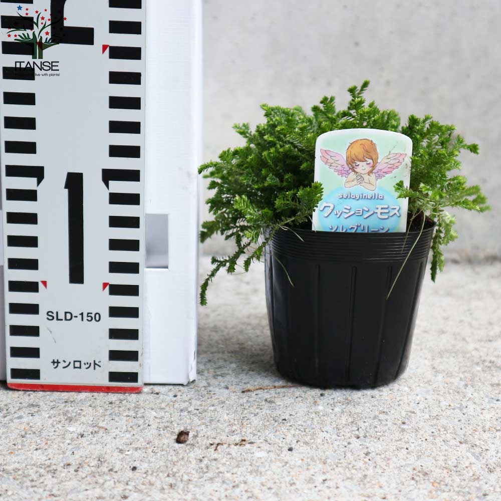 クッションモス(セラギネラ) オーロラ＆ソレグリーン各2個【観葉植物 3号ポット苗 グランドカバー苗／お買い得4個セット】