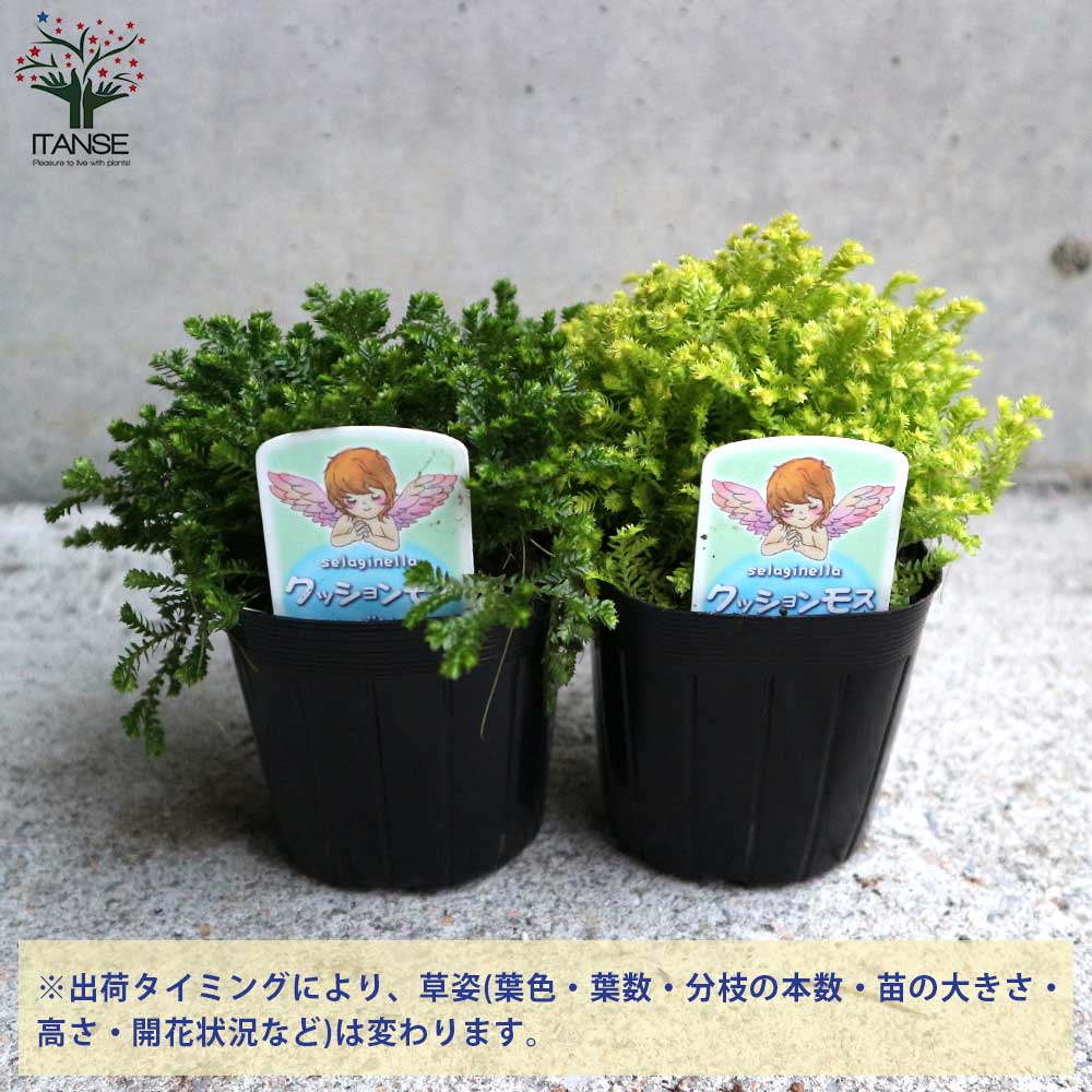 クッションモス(セラギネラ) オーロラ＆ソレグリーン各2個【観葉植物 3号ポット苗 グランドカバー苗／お買い得4個セット】