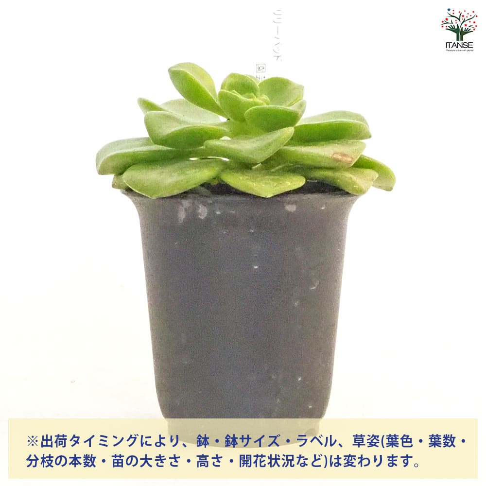アエオニウム リリーパッド 【多肉植物 2.5号／1個売り】｜ 【植物の