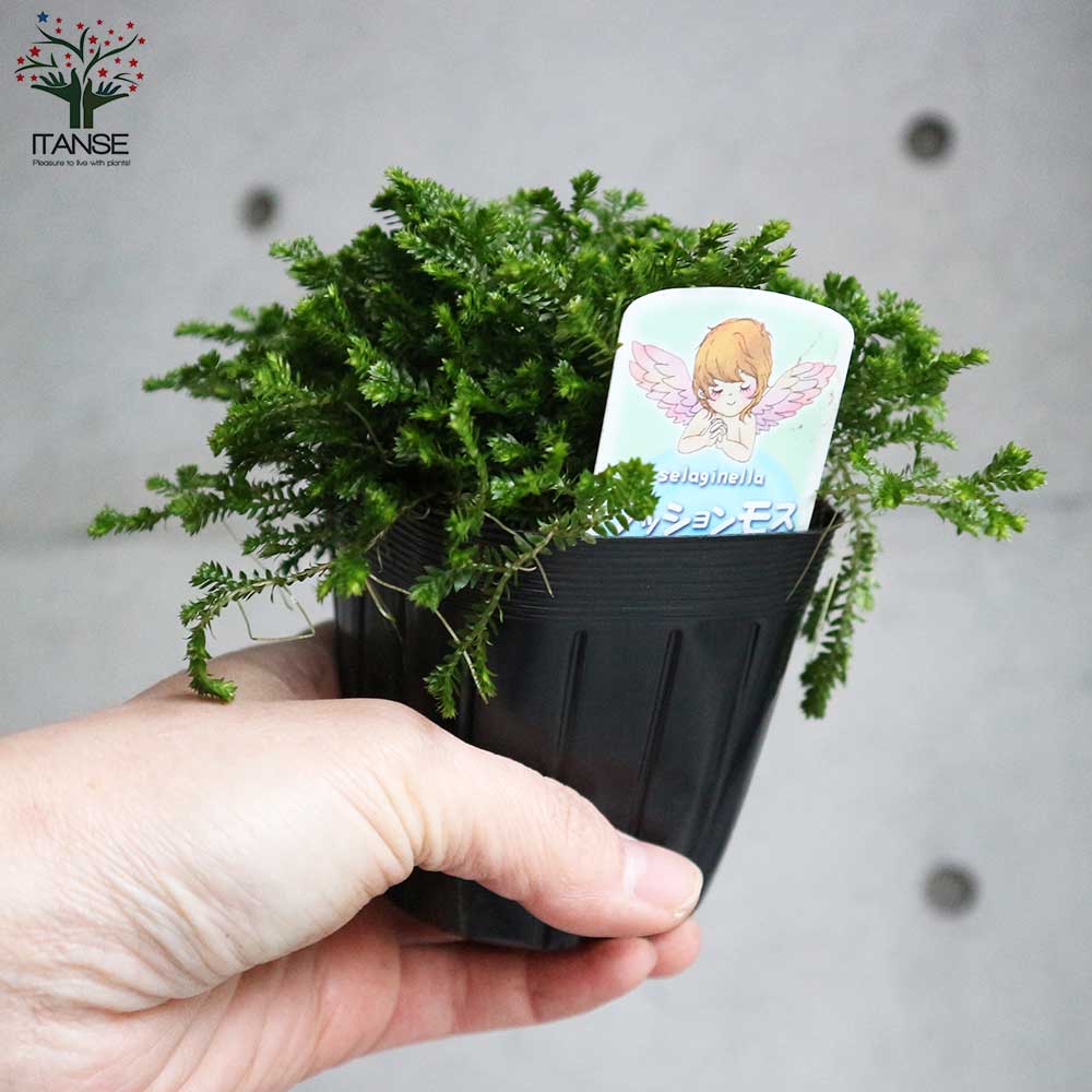 クッションモス(セラギネラ) オーロラ＆ソレグリーン各2個【観葉植物 3号ポット苗 グランドカバー苗／お買い得4個セット】